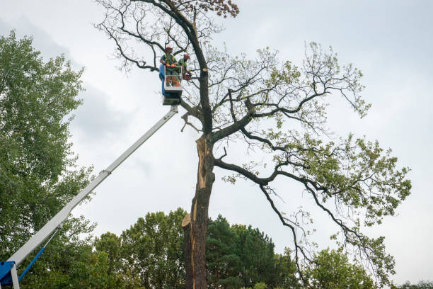  , USA Tree Removal Services Pros